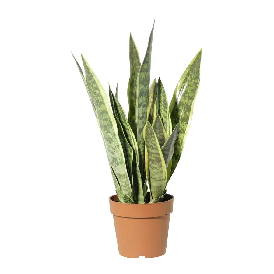 Potted Artificial Mother-In-Law'S Tongue Snake Plant 70cm image 4