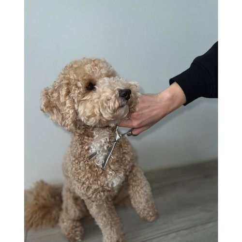 Dog Grooming Scissors Trimmer Kit image 10