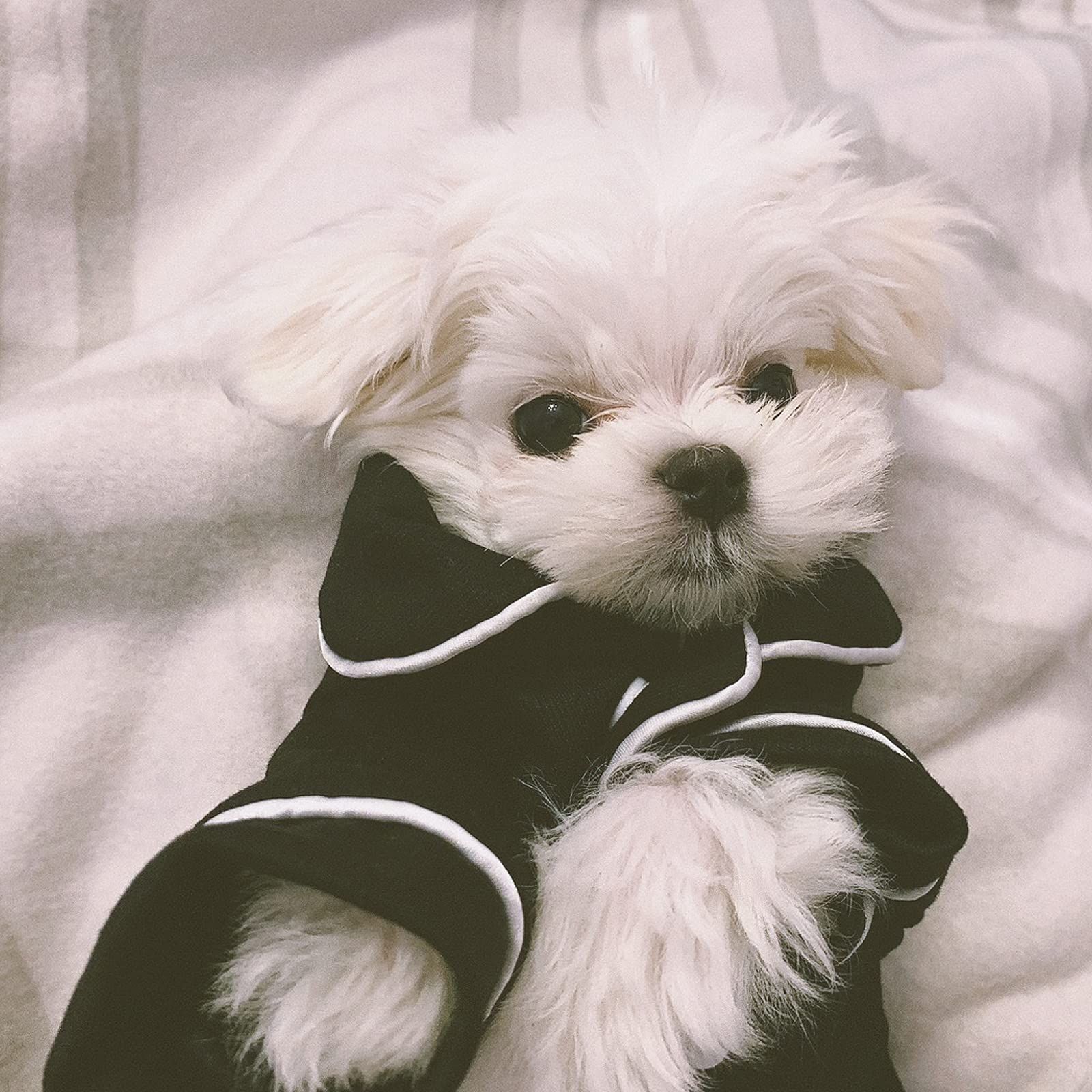 Baby black Dog Pajamas for Girl Small Medium Dogs image 5