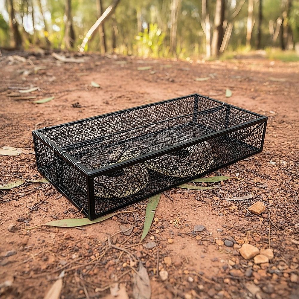 Humane Snake Trap Remove Small to Medium Snakes 2 Doors image 2