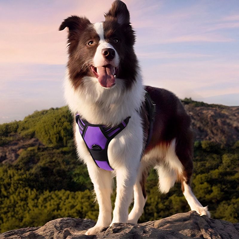 Anti-escape dog harness & leash image 5