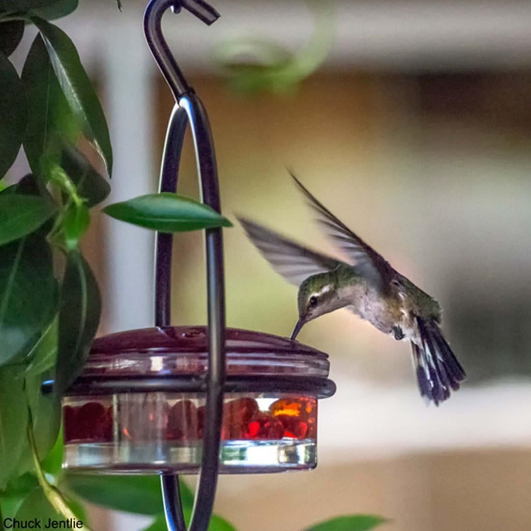 Hummingbird Feeder image 3