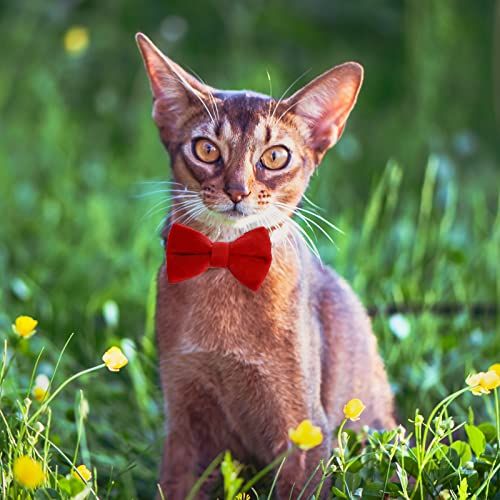 2 Pcs Velvet Cat Collar with Bell and Bowtie image 4