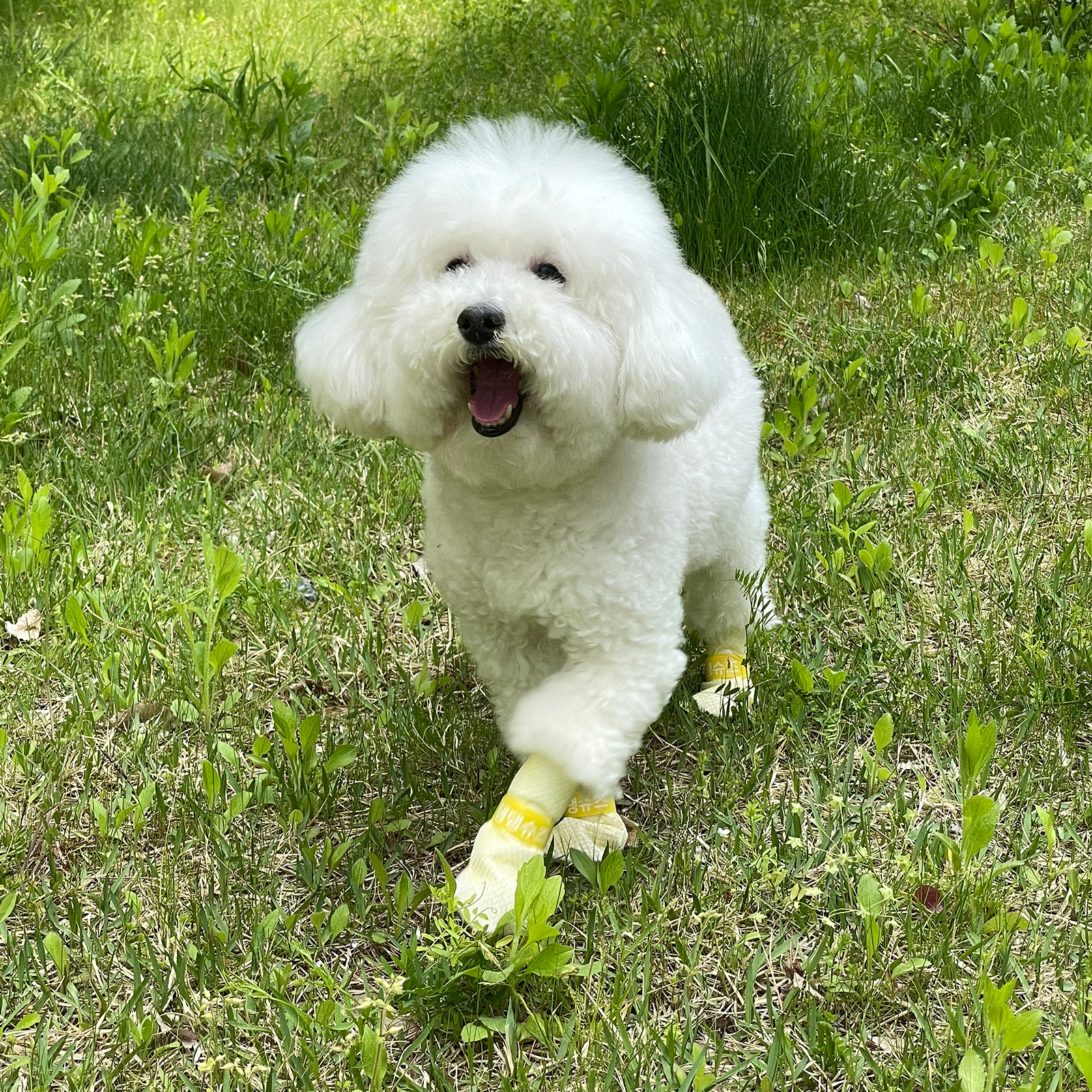 28pc X Dog Shoes Waterproof Disposable Boots Anti-Slip Pet Socks M VIOLET image 2