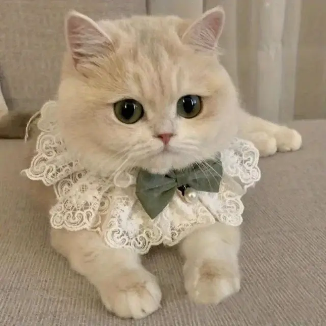 Cat Collar Lace Collar Cat Accessory Green Bow Pet Fashion High-Quality Pet - Sky Blue…