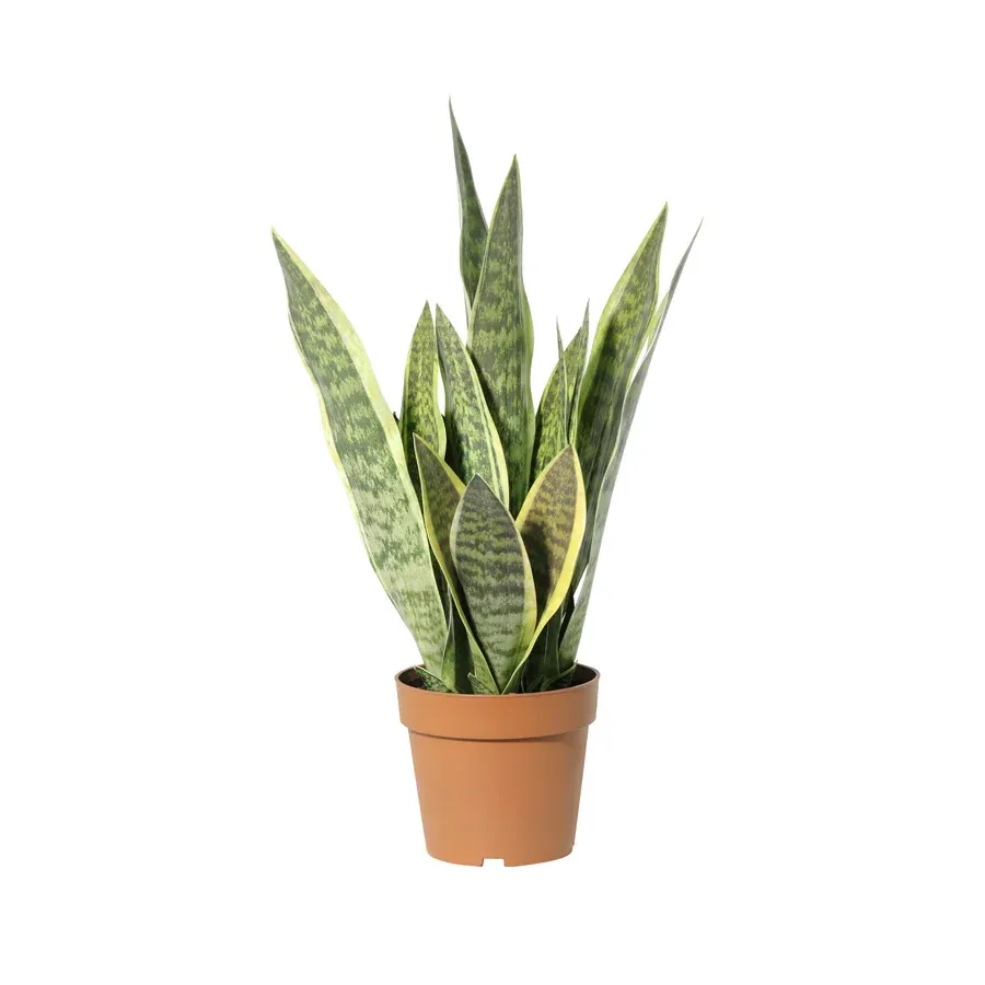 Potted Artificial Mother-In-Law'S Tongue Snake Plant 70cm image 3