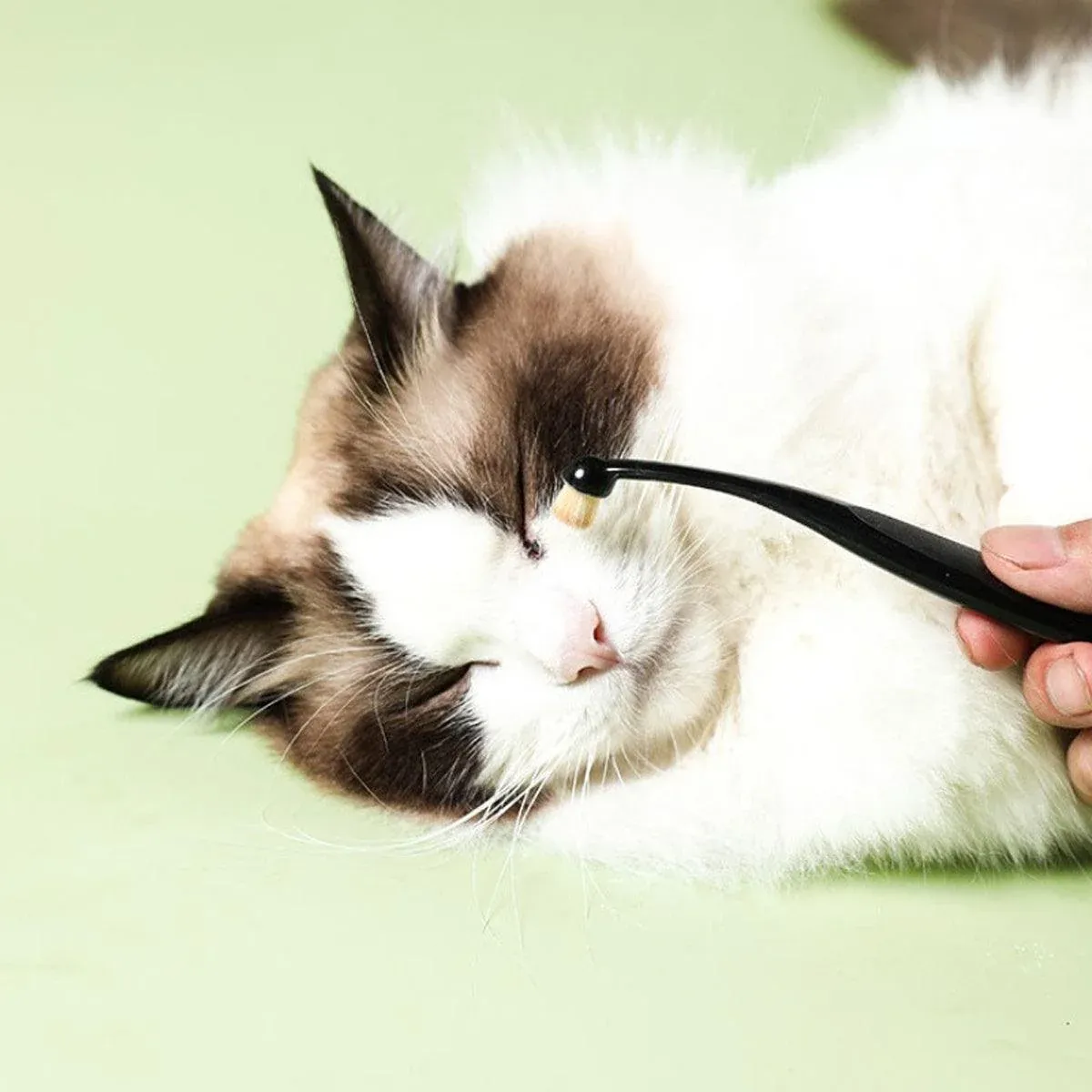 Pet Tear Stain Remover Brush for Cats and Dogs, 1 Piece image 10