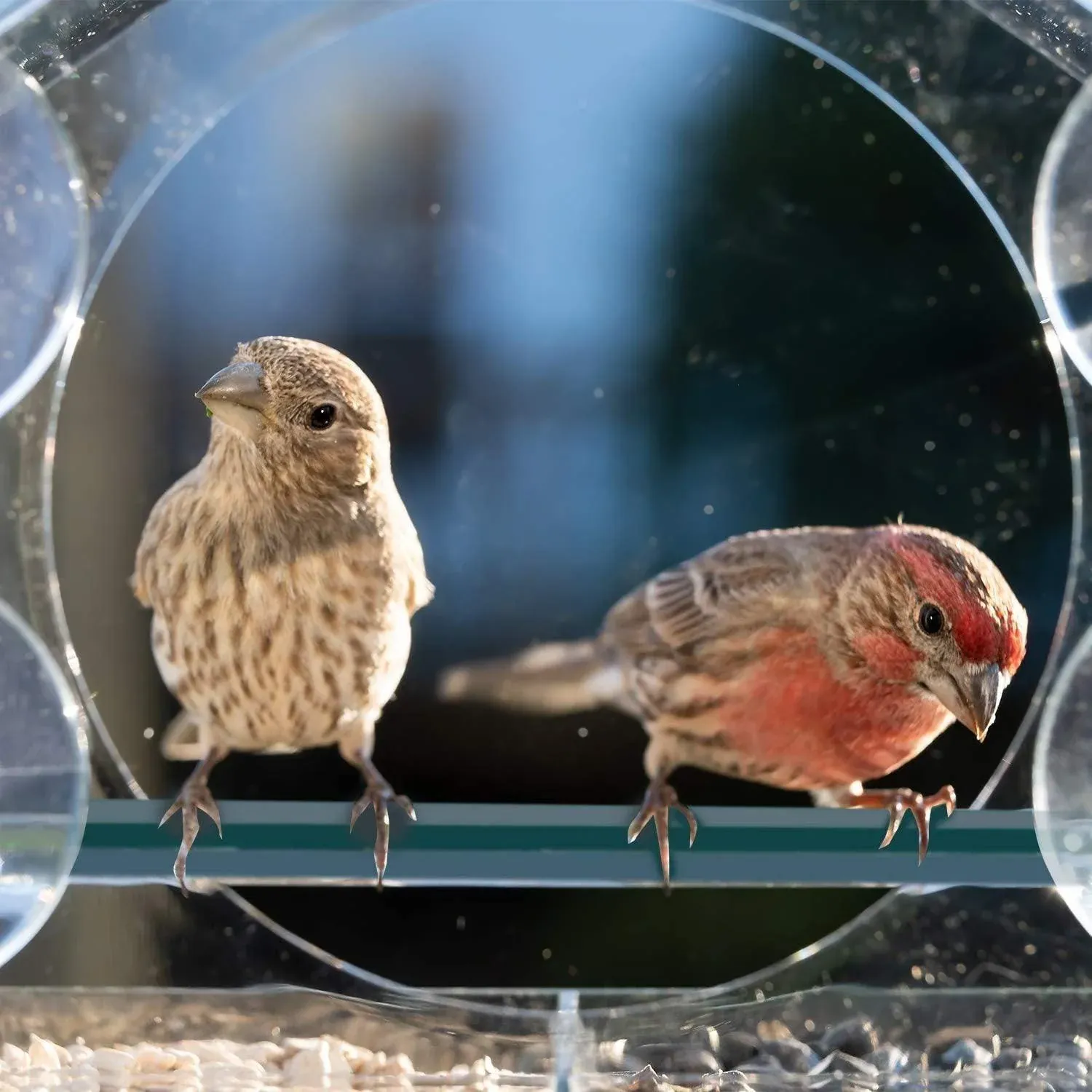 Clear Acrylic Window Bird Feeder with Strong Suction Cups and Removable Seed Tray image 5