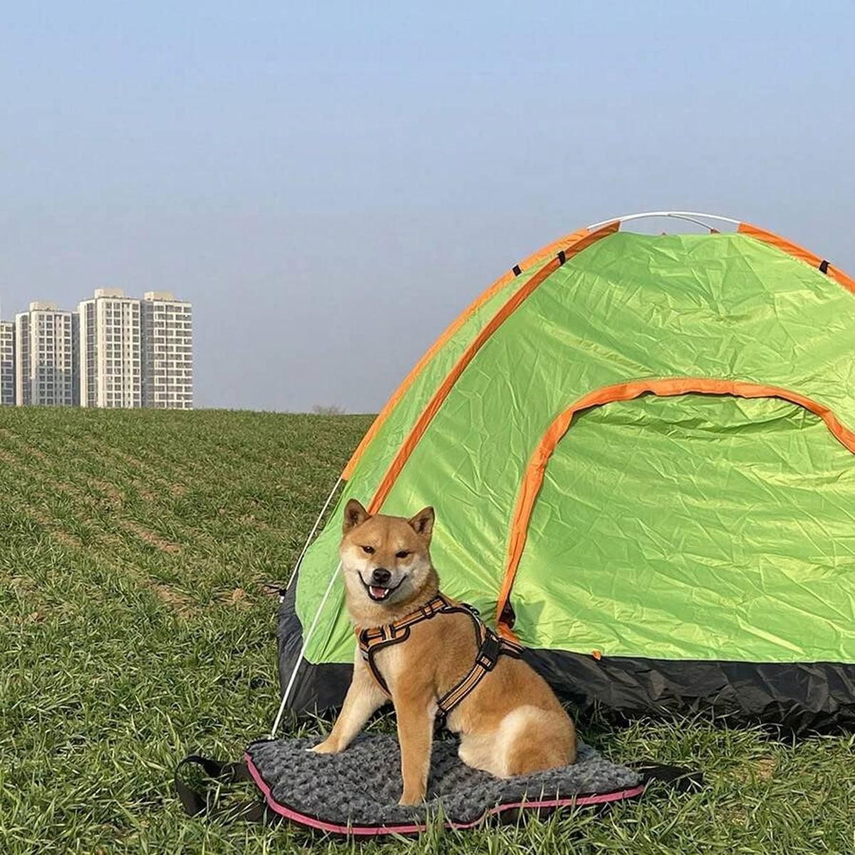 Portable Folding Pet Kennel Zippered Outdoor Dog Bed Travel Mat Waterproof - Green image 11