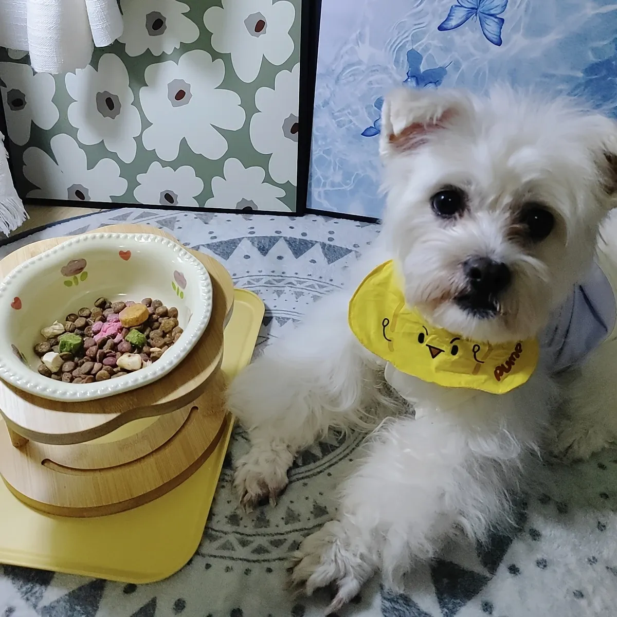 Ceramic Pet Feeder with Wood Stand image 10