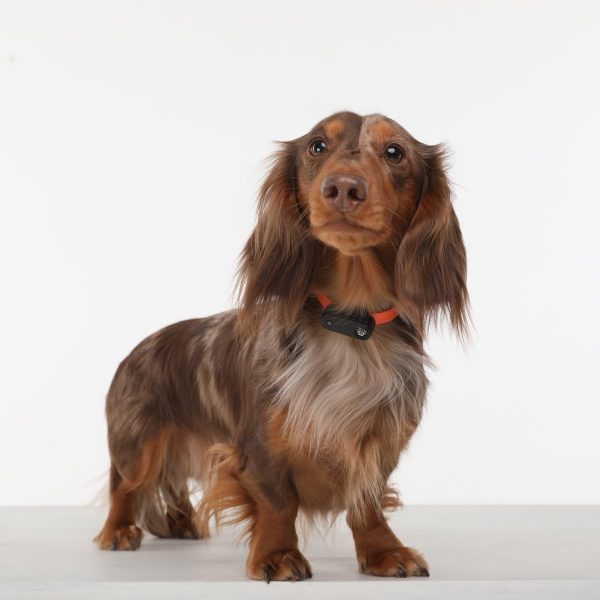 Tickless Mini Electronic Tick Repeller for Cats and Small Dogs image 3