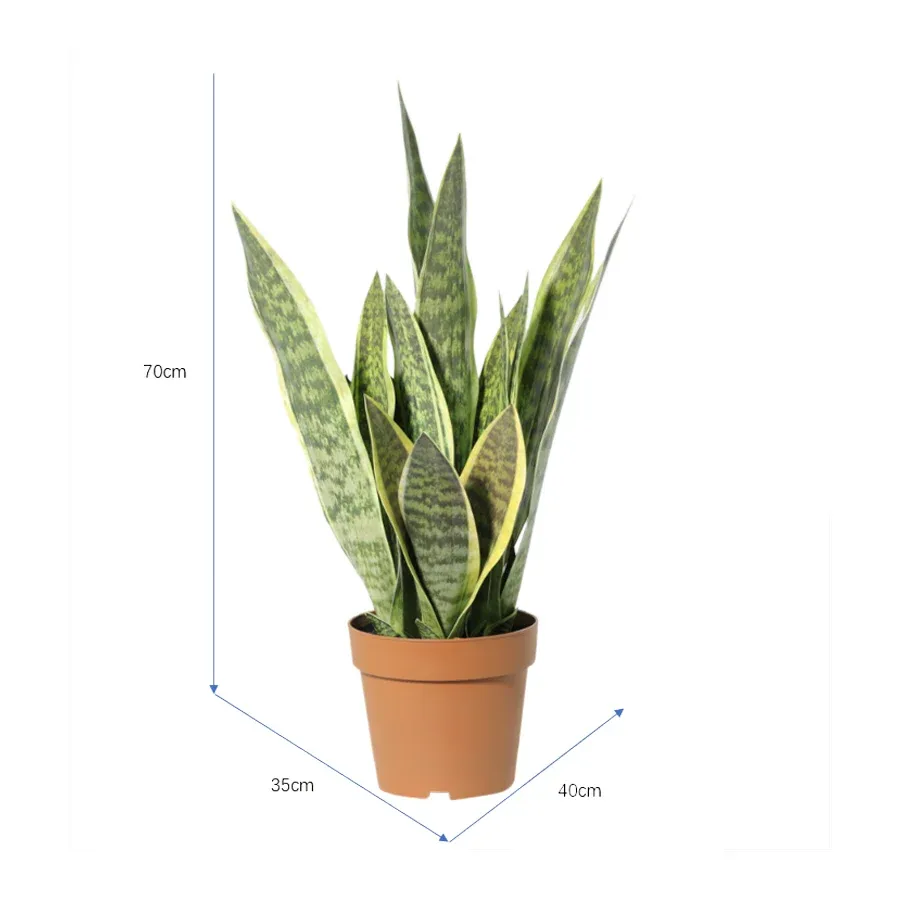 Potted Artificial Mother-In-Law'S Tongue Snake Plant 70cm image 5