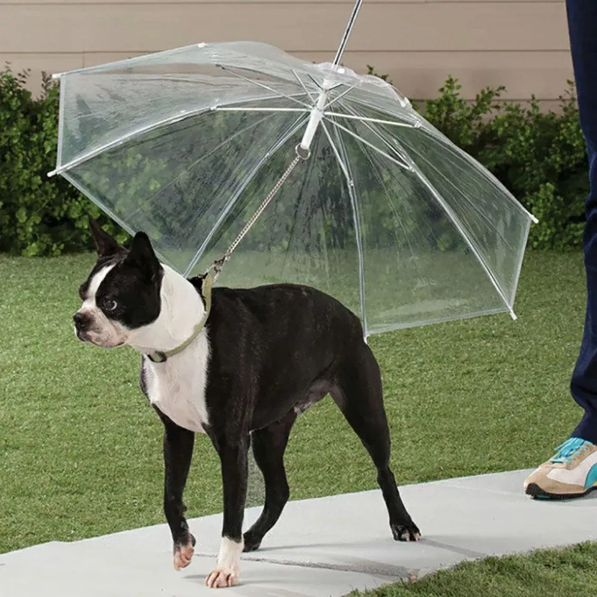 Pet Dog Transparent Umbrella 30 inch Diameter With Dog Leash For Rain Walking Outdoor image 12