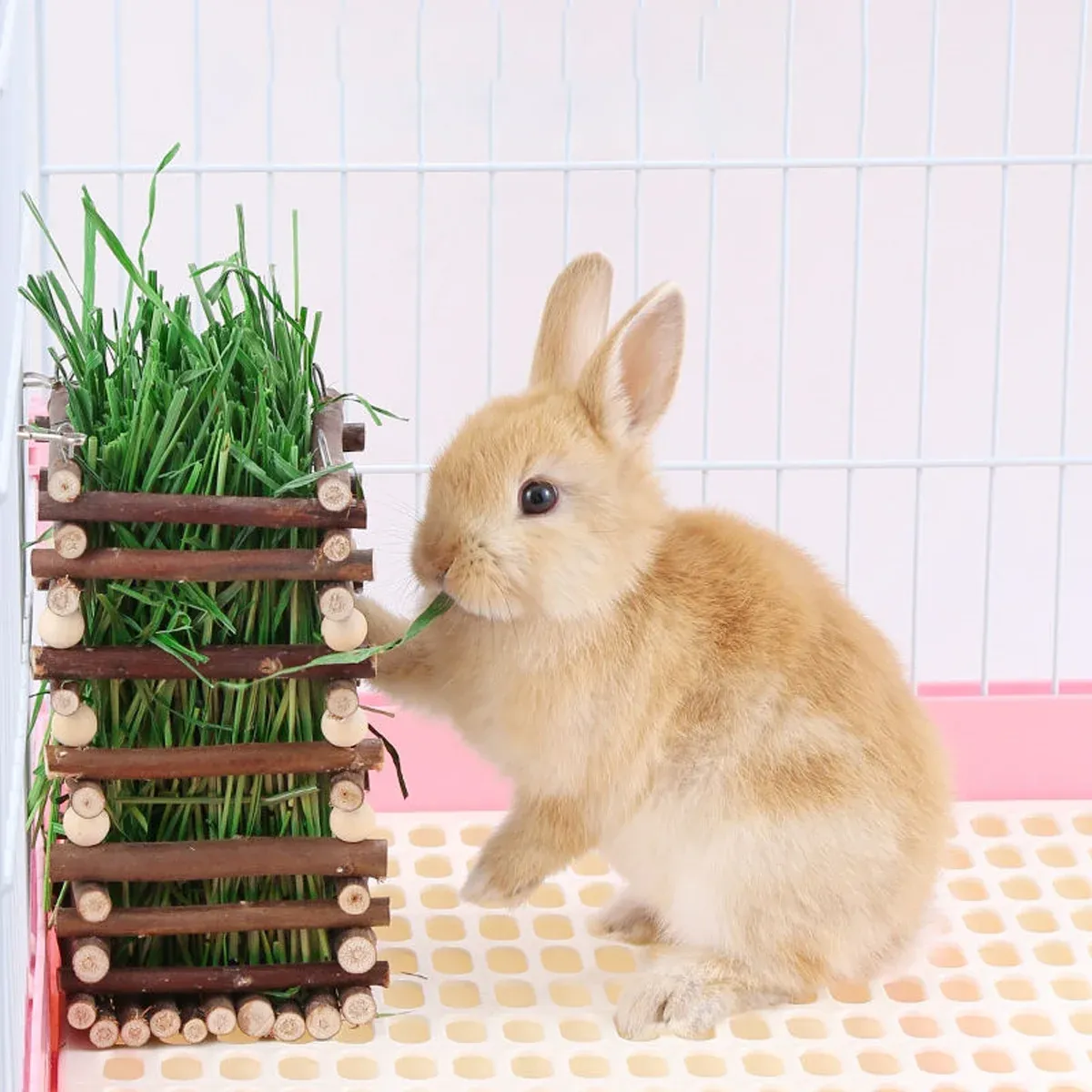 Rabbit Hay Feeder Rack Apple Wood Grass Holder Natural Food Rack Small Pet image 15