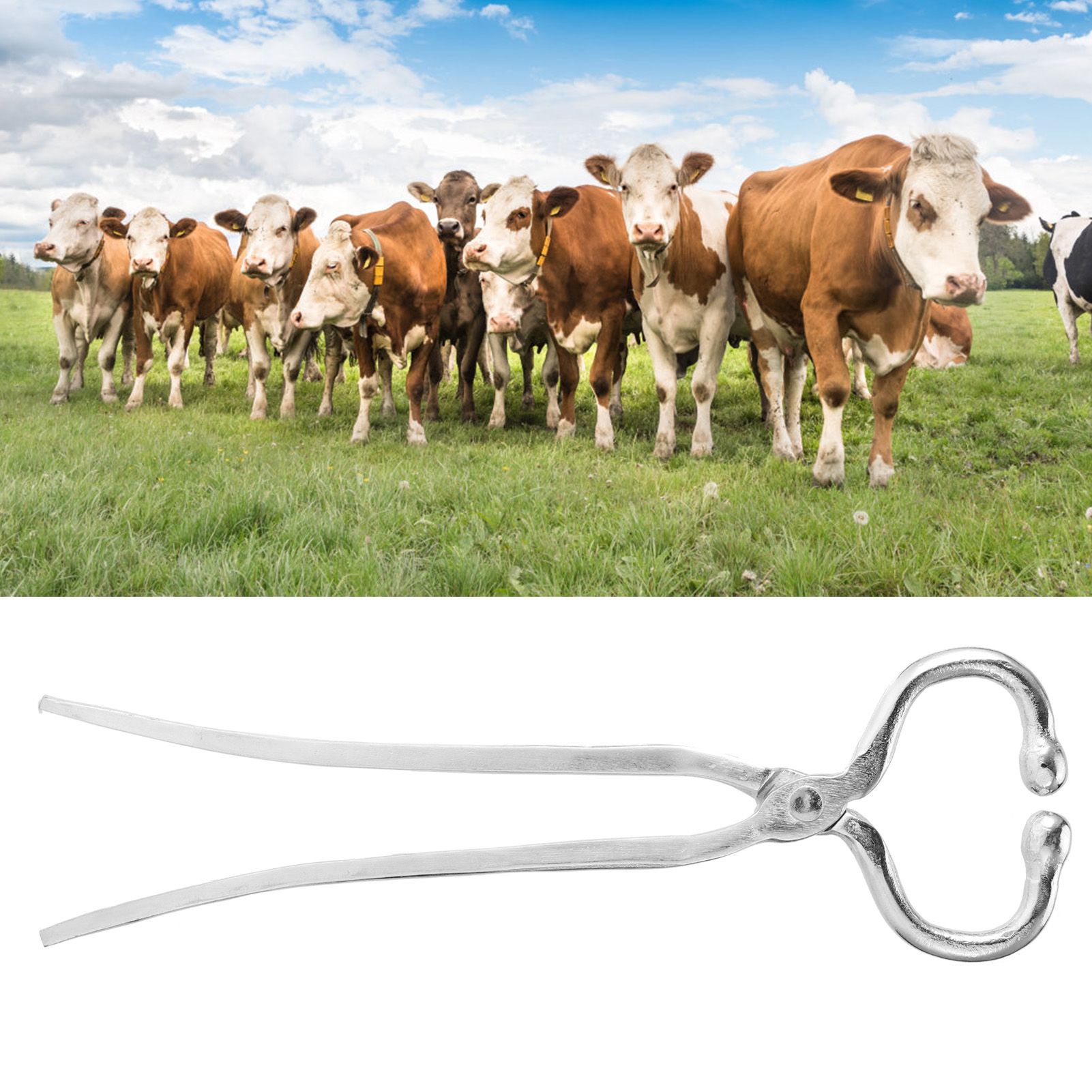 Long Handle Cattle Nasal Forceps Clip Nose Pliers Livestock Cow Cattle Nose Plier image 10