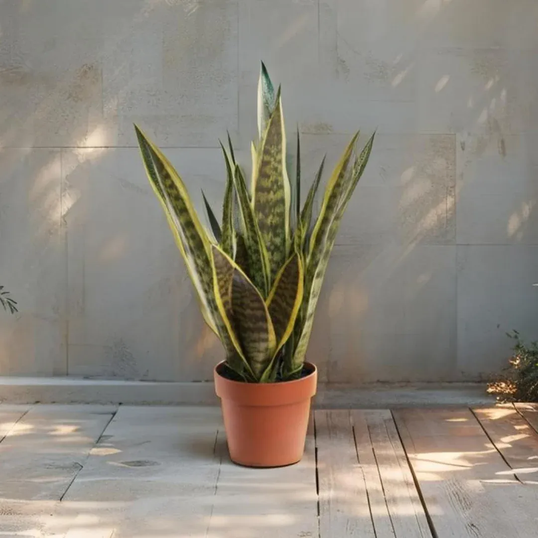 Potted Artificial Mother-In-Law'S Tongue Snake Plant 70cm image 2