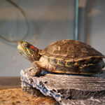 Reptile & Amphibian Habitats