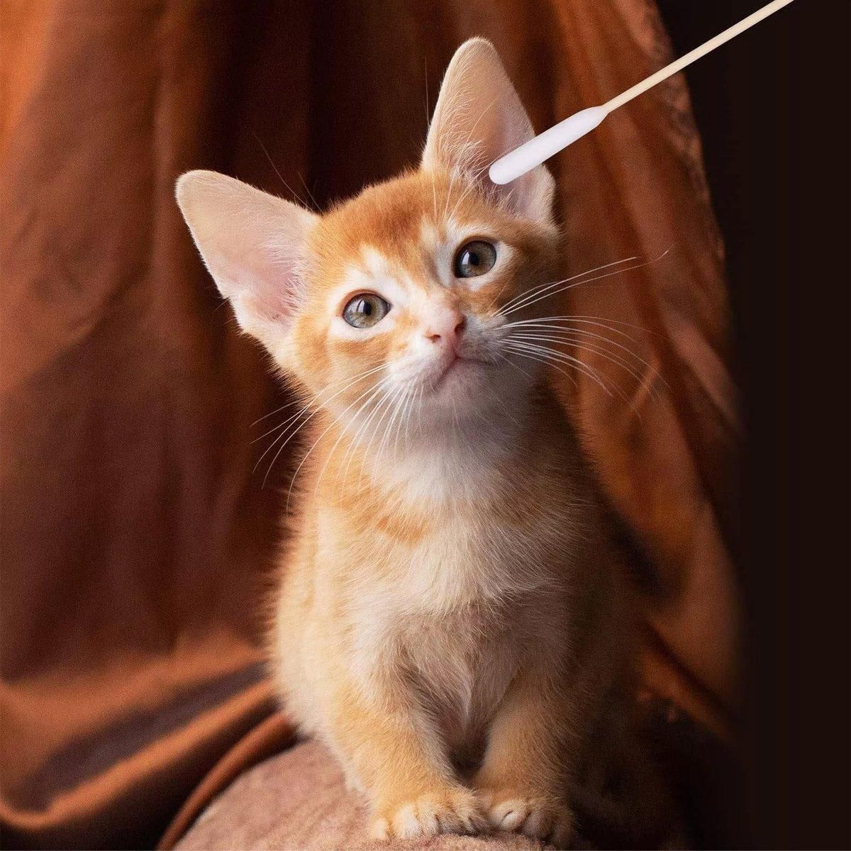 200PCS Pet Ear Eye Nose Cleaning Cotton Swabs Disposable Dog Cat Grooming Tools image 9