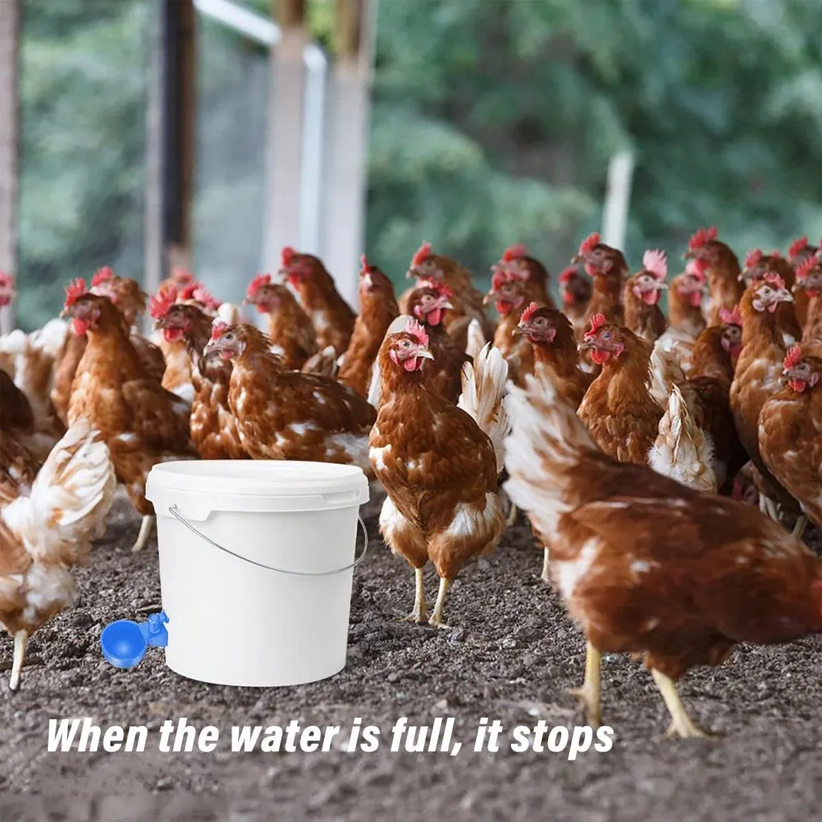6pcs Chicken Drinking Bowl Poultry Waterer Feeder Automatic Drinking Cups Coop image 8