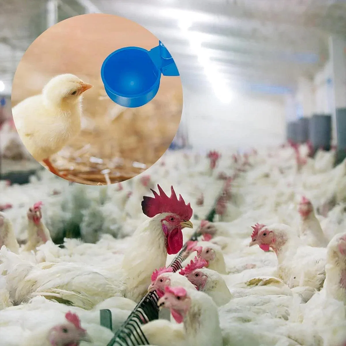 6pcs Chicken Drinking Bowl Poultry Waterer Feeder Automatic Drinking Cups Coop image 7