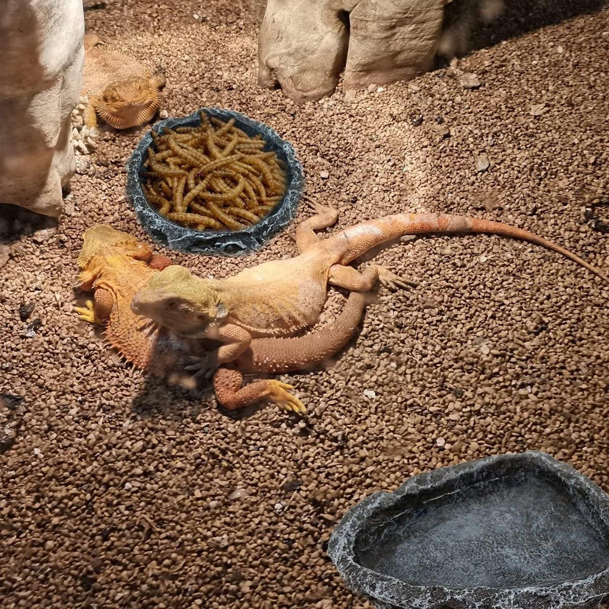 2 Pack Reptile Water Dish Food Bowl Rock Worm Feeder for Leopard Gecko Lizard image 10
