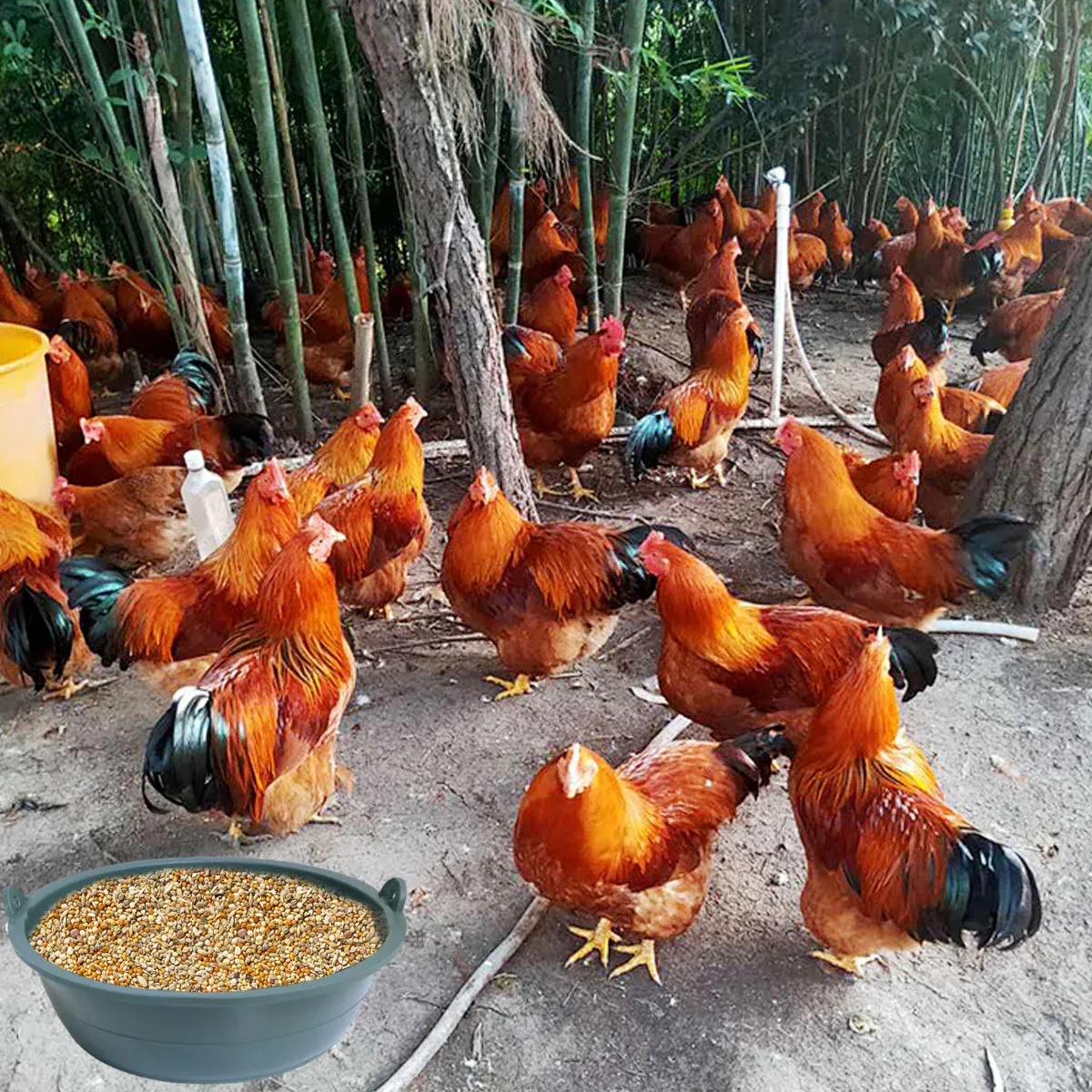 Chicken Feeding Basin 6pcs Plastic Breeding Trough Bowl Farm Feeder Container image 8