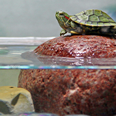 Reptile & Amphibian Supplies